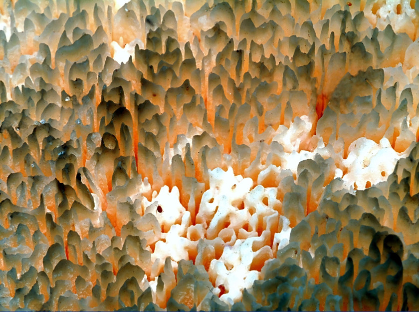 ...funghi da determinare